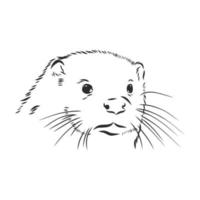 otter vector sketch
