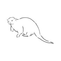 otter vector sketch