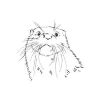 otter vector sketch