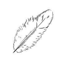 bosquejo del vector de la pluma de pájaro