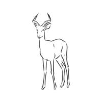 roe deer vector sketch