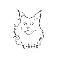 maine coon cat vector sketch