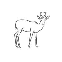 roe deer vector sketch