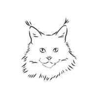 bosquejo del vector del gato maine coonbosquejo del vector del gato maine coon