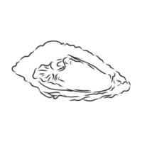 oyster vector sketch