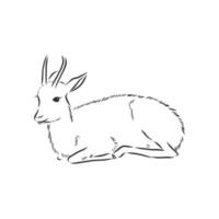 roe deer vector sketch