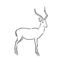 roe deer vector sketch