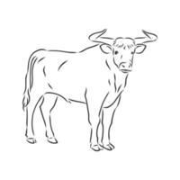 bosquejo del vector de la vaca del toro