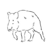 wild boar vector sketch