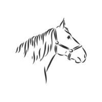 horse vector sketch