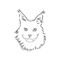 maine coon cat vector sketch