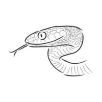 dibujo vectorial de serpiente vector