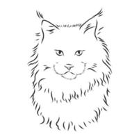 maine coon cat vector sketchmaine coon cat vector sketch