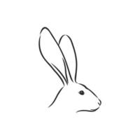 hare vector sketch