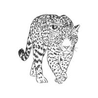 dibujo vectorial de leopardo vector