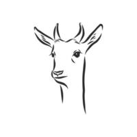 roe deer vector sketch