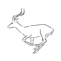 roe deer vector sketch