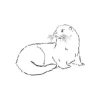 otter vector sketch