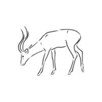 roe deer vector sketch