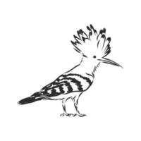 hoopoe bird vector sketch