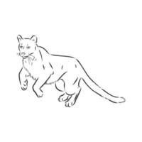 cougar vector sketch