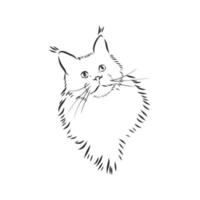 maine coon cat vector sketch