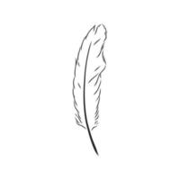 bird's feather vector sketch