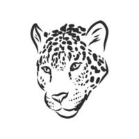 dibujo vectorial de leopardo vector