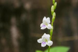 Purple flowers along the roadside and grass in the garden roadside and soft blur photo