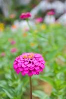 las zinnias rosadas están en plena floración y los hermosos pétalos se desdibujan suavemente en un jardín tailandés. foto