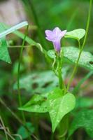 Purple flowers along the roadside and grass in the garden roadside and soft blur photo