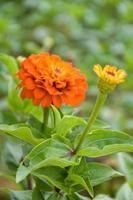 colorful field zinnia flowers and beautiful blooming petals soft blur in Thailand garden photo