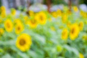 bokeh light and sunflower blooming beauty nature in garden Thailand photo