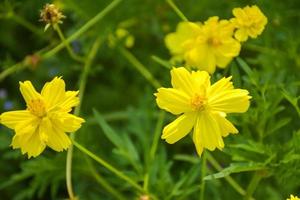 Yellow daisies bloom in the mountains and tourist attractions and is a Thai public park. photo