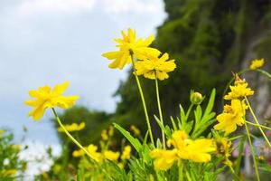 Yellow daisies bloom in the mountains and tourist attractions and is a Thai public park. photo