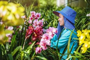 jardinero trabajador está cuidando la flor de la orquídea en el jardín. agricultura, cultivo de plantaciones de orquídeas. orquídea cymbidium foto