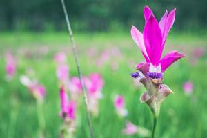 garden park outdoor flower garden Curcuma sessilis. photo