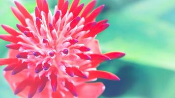 background Flower  Aechmea fasciata Pink photo