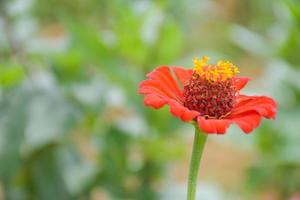 colorful field zinnia flowers and beautiful blooming petals soft blur in Thailand garden photo