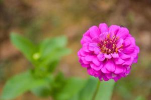 colorful field zinnia flowers and beautiful blooming petals soft blur in Thailand garden photo