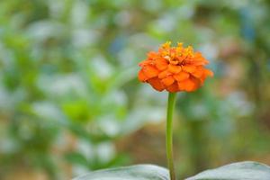 colorful field zinnia flowers and beautiful blooming petals soft blur in Thailand garden photo