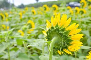 Sunflower field and blurry background in Thailand garden photo