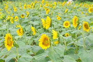 field yellow sunflower blooming beauty nature in garden photo