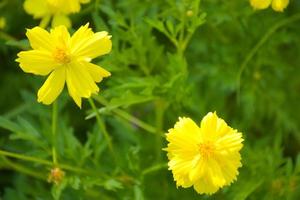 Yellow daisies bloom in the mountains and tourist attractions and is a Thai public park. photo