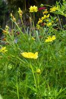 Yellow daisies bloom in the mountains and tourist attractions and is a Thai public park. photo