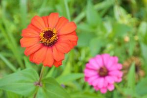 pétalos de rosa zinnia naranja floreciendo maravillosamente en el parque. foto