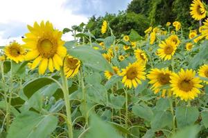 beautiful yellow sunflower fields in south Thailand parks. photo