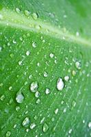 droup water on the leaves banana in farm Thailand photo