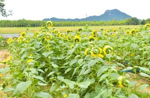 campo amarillo girasol floreciente belleza naturaleza en jardín foto