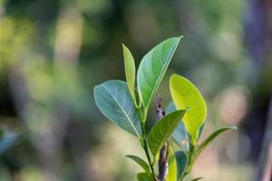 las hojas del árbol de jaca foto